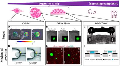 Integrating mechanical sensor readouts into organ-on-a-chip platforms